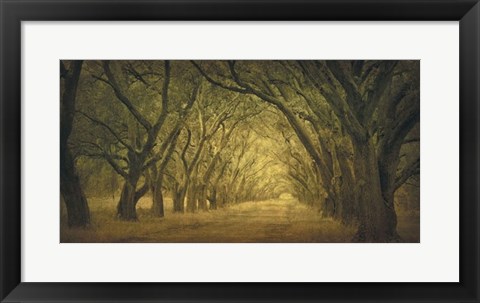Framed Evergreen, New Alley, Right Side Print