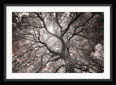 Framed Ethereal Tree Print