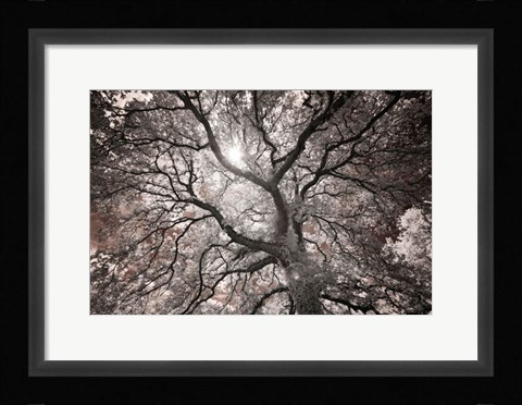 Framed Ethereal Tree Print