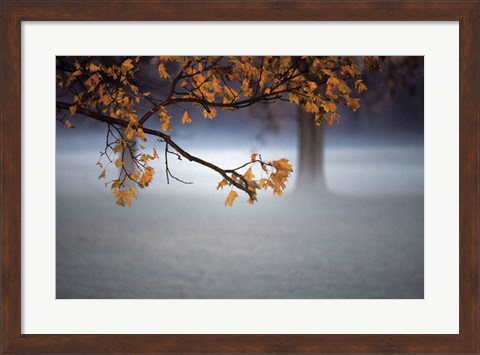 Framed Fog Leaf Print
