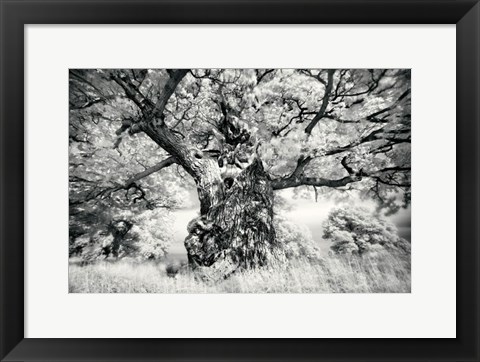 Framed Portrait of a Tree, Study 1 Print