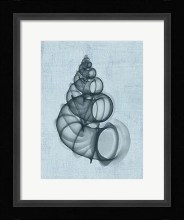 Framed Wentletrap Shell (light blue) Print