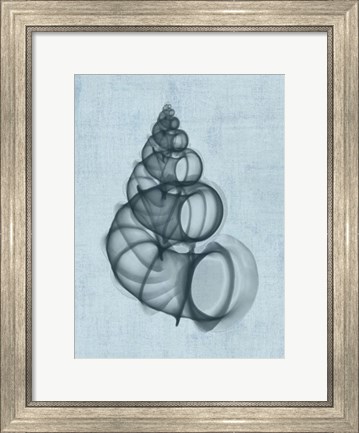 Framed Wentletrap Shell (light blue) Print