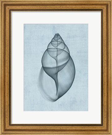 Framed Achatina Shell (light blue) Print