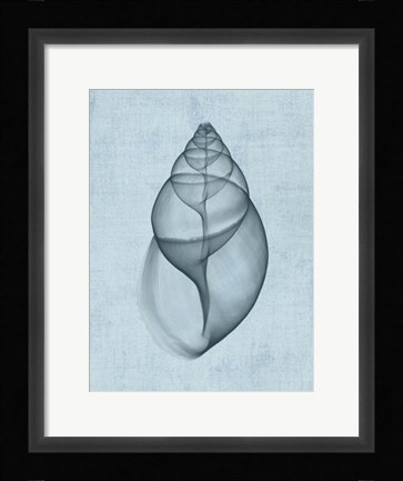 Framed Achatina Shell (light blue) Print