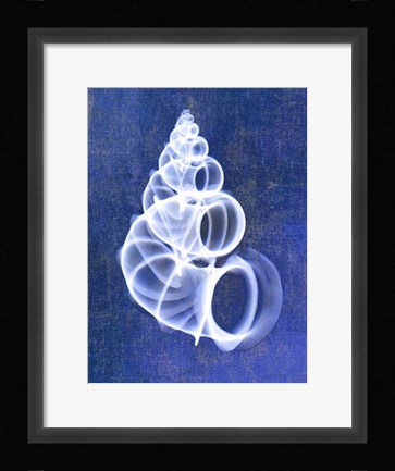 Framed Wentletrap Shell (indigo) Print
