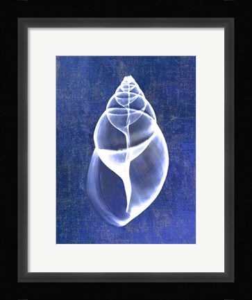 Framed Achatina Shell (indigo) Print