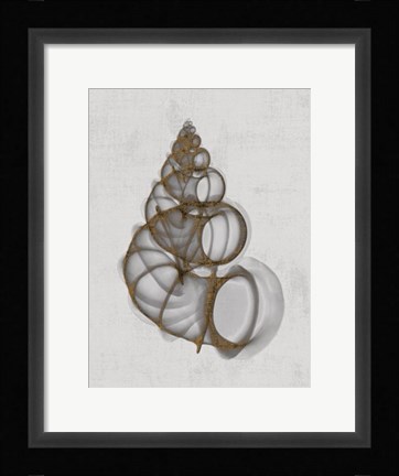 Framed Wentletrap Shell Print