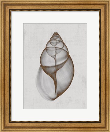Framed Achatina Shell Print