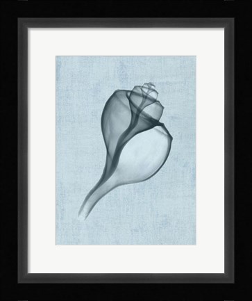 Framed Channelled Whelk (light blue) Print