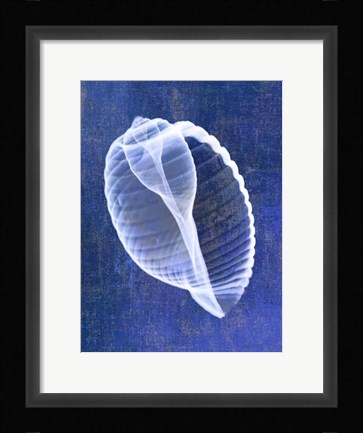 Framed Banded Tun Shell (indigo) Print