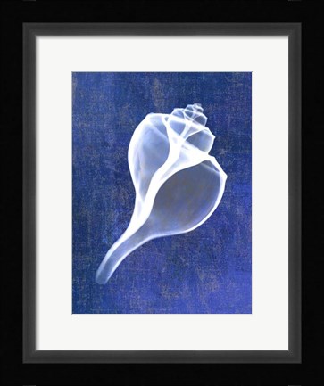 Framed Channelled Whelk (indigo) Print