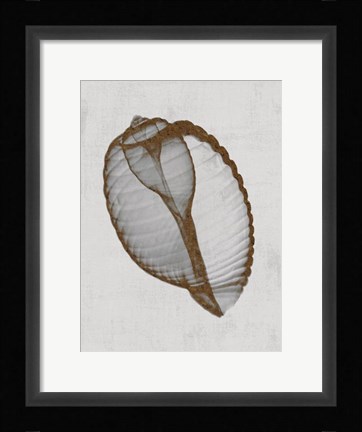 Framed Banded Tun Shell Print