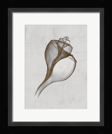 Framed Channelled Whelk Print