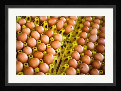 Framed Bali, Indonesia Chicken farm, farm animal Print
