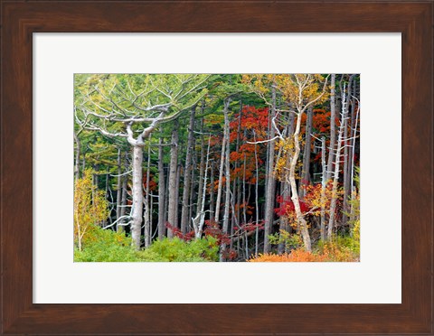 Framed Fall colors of the Fuji-Hakone-Izu National Park, Japan Print