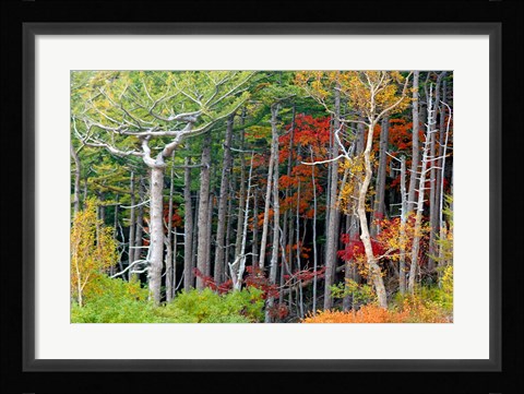 Framed Fall colors of the Fuji-Hakone-Izu National Park, Japan Print