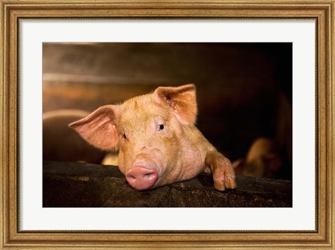 Framed Pig Farm, Bali, Indonesia Print
