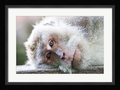 Framed Ubud, Bali, Indonesia, Sacred monkey forest Print