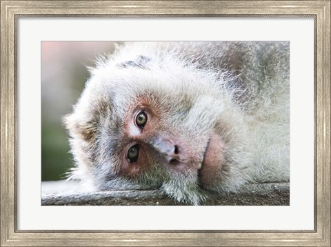Framed Ubud, Bali, Indonesia, Sacred monkey forest Print