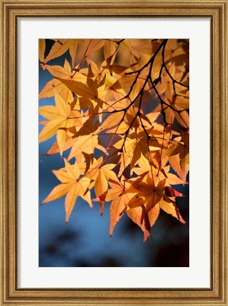 Framed Autumn maples on grounds of Hiroshima Castle, Japan Print