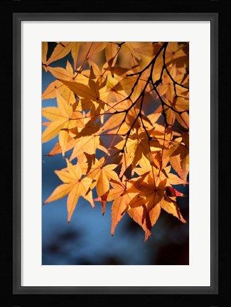 Framed Autumn maples on grounds of Hiroshima Castle, Japan Print