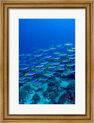 Framed Blue-Gold Fusilier fish, Raja Ampat, Indonesia Print