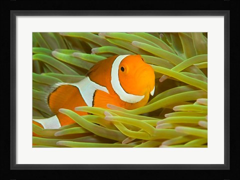Framed False Clown Anemonefish, Raja Ampat Region of Papua, Indonesia Print