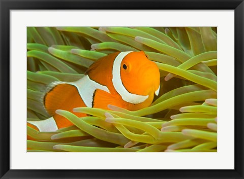 Framed False Clown Anemonefish, Raja Ampat Region of Papua, Indonesia Print