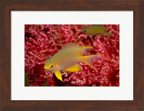 Framed Golden Damselfish, Gorgonian Sea Fan, Indonesia Print