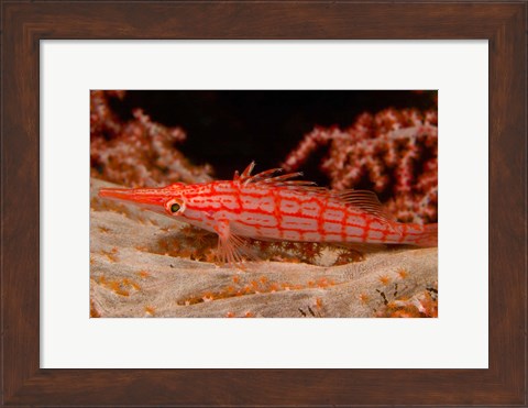 Framed Longnose Hawkfish, Banda Sea, Indonesia Print