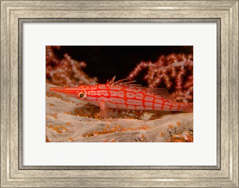 Framed Longnose Hawkfish, Banda Sea, Indonesia Print