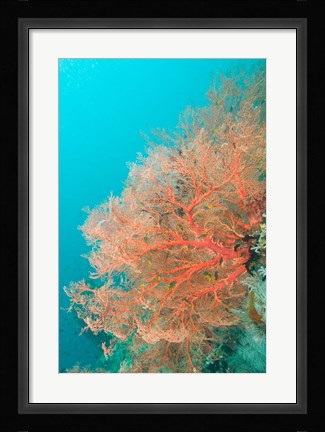 Framed Sea Fan, Raja Ampat region, Papua, Indonesia Print