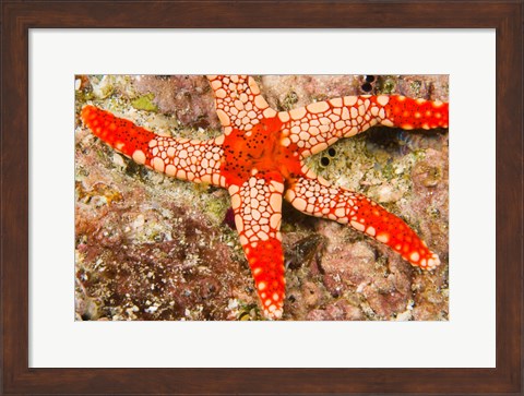 Framed Sea Star, Banda Island, Indonesia Print