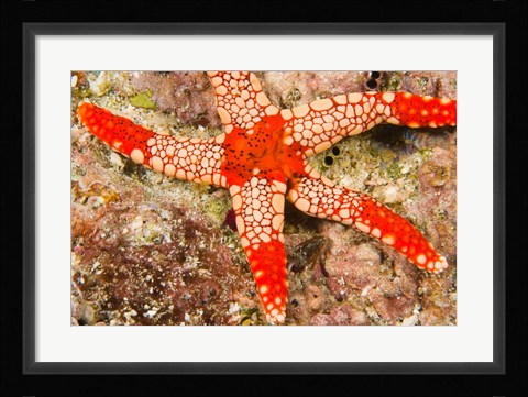 Framed Sea Star, Banda Island, Indonesia Print