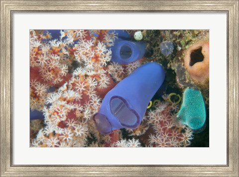 Framed Tunicates, Gorgonian Sea Fan, Banda, Indonesia Print