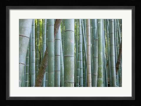 Framed Bamboo Forest, Kyoto, Japan Print
