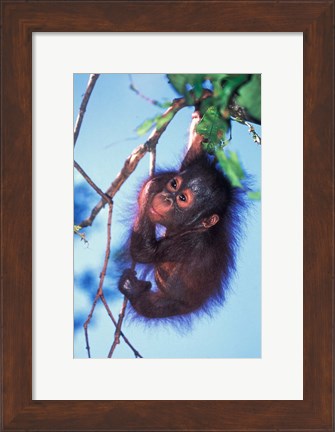 Framed Baby Orangutan, Tanjung Putting National Park, Indonesia Print
