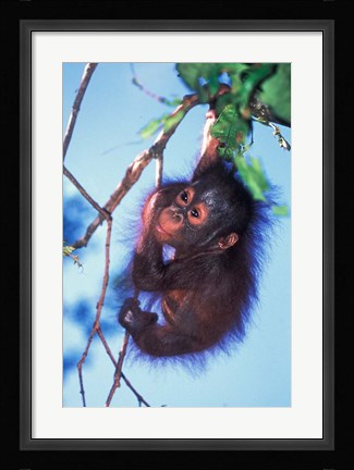 Framed Baby Orangutan, Tanjung Putting National Park, Indonesia Print