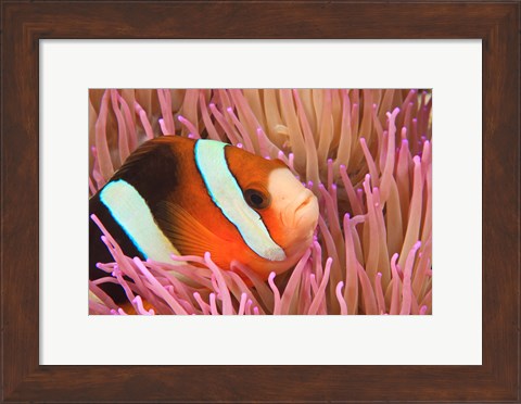 Framed Anemonefish, Scuba Diving, Tukang Besi, Indonesia Print