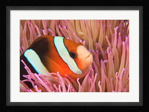 Framed Anemonefish, Scuba Diving, Tukang Besi, Indonesia Print