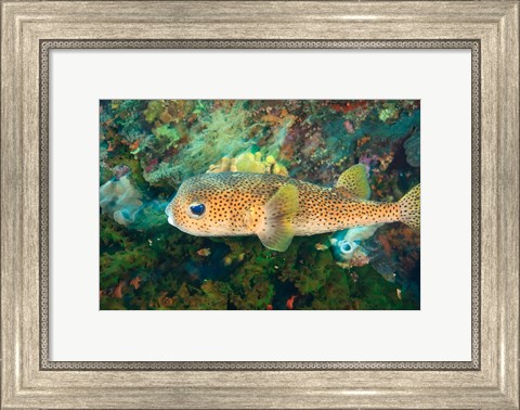 Framed Pufferfish, Scuba Diving, Tukang Besi, Indonesia Print