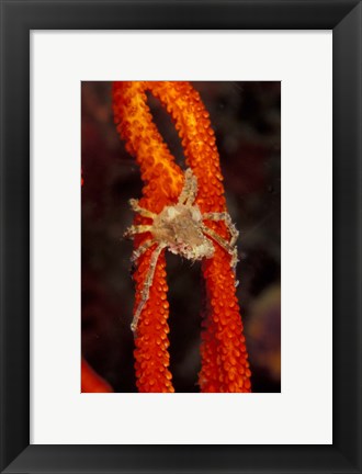 Framed Commensul Crab on Soft Coral, Indonesia Print