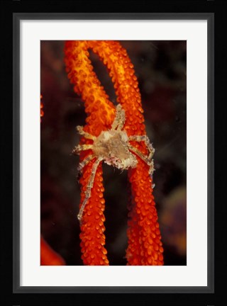 Framed Commensul Crab on Soft Coral, Indonesia Print
