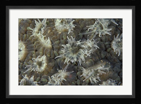 Framed Coral Polyps Feeding, Papua, Indonesia Print