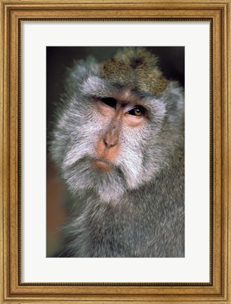 Framed Long Tailed Macaques, Sacred Monkey Forest, Ubud, Bali, Indonesia Print