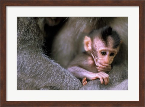 Framed Indonesia, Bali, Ubud, Long tailed macaque Print