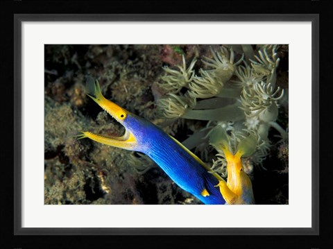 Framed Indonesia, Sulawesi, Blue ribbon eel marine life Print