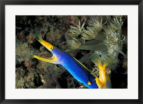 Framed Indonesia, Sulawesi, Blue ribbon eel marine life Print