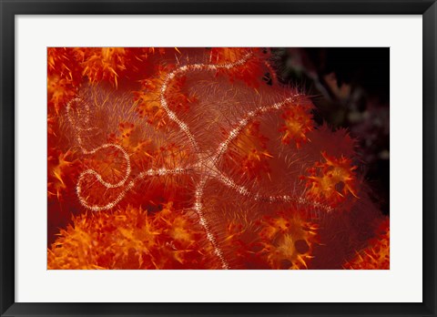 Framed Brittlestar on Soft Coral, Papua, Indonesia Print